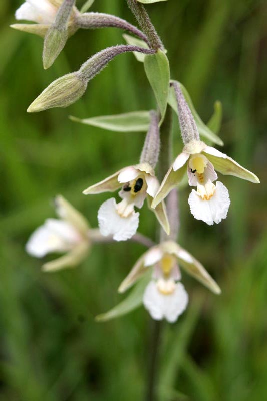 Orchidaceae Orchis